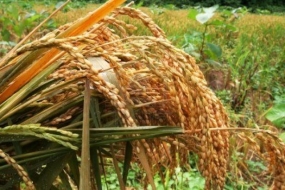 Anuradhapura farmers earn Rs.1,600 million from paddy
