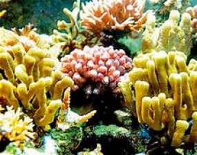 Lanka to be a member of the International Coral Reef Initiative