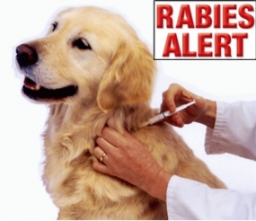 Preventable rabies kills 160 people per day