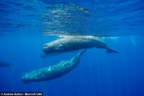 Sri Lanka to focus on the $2 billion whale watching business