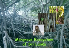 Government gives priority for Protection of Mangroves