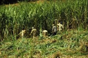 Sugar Cane Harvesting for Hingurana Sugar Factory begins