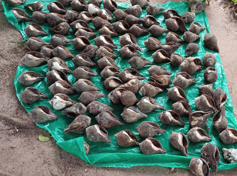 A suspect apprehended with 132 chank shells in Jaffna