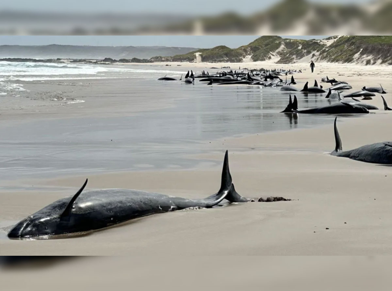 More than 150 whales stranded on remote Australian beach