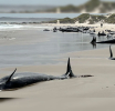 More than 150 whales stranded on remote Australian beach