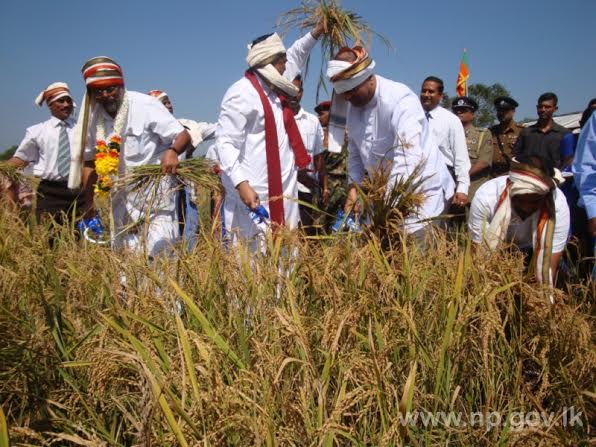 Harvesting of Paddy Ceremonially in Kilinochchi on 11.03.2011