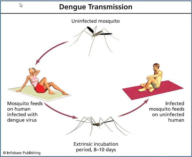Alt Dengue fever outbreak1