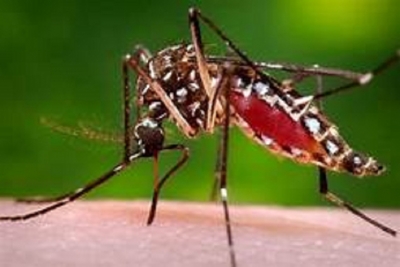 Another Dengue Outbreak