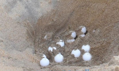 Navy beach cleaning programmes found sea turtle eggs  at Galle Face beach