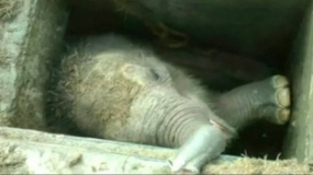 Sri Lankan elephant rescued from drain dies