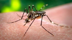 Govt. acts fast to curb dengue