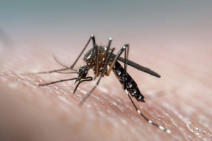 Dengue cases double in 2019