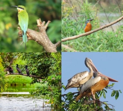 Wings of Change: World Migratory Bird Day 2019