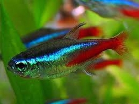 Ornamental Fish Export income expected to be 2 billion by 2015