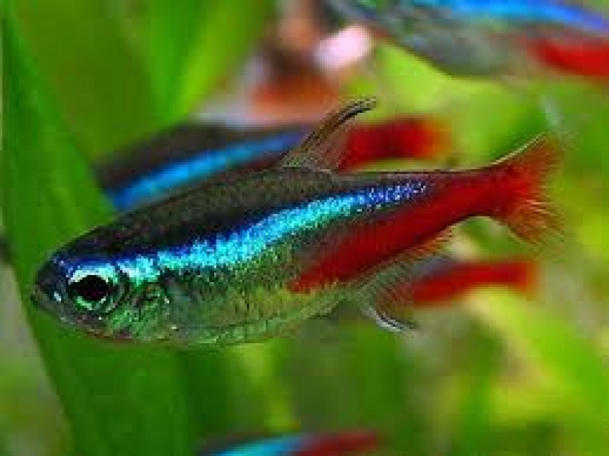 Ornamental Fish Export income expected to be 2 billion by 2015
