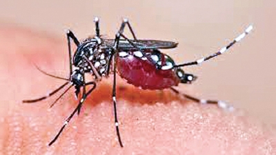 Over 50,000 dengue cases, 56 deaths last year