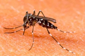Legal action against 392 ‘dengue breeders’