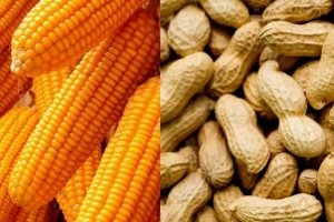 Import of maize and peanuts suspended from 15th