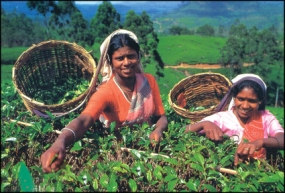 Several initiatives to develop  Tea Small Holdings in 2015 Budget