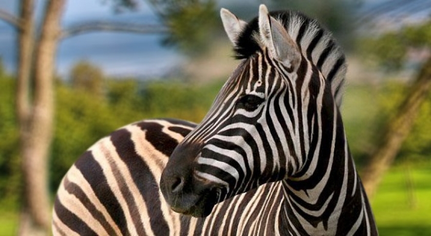 Scientists solve the riddle of zebras’ stripes