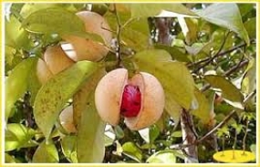 Program to avert leaf-fall disease affecting Kandy Nutmeg Plantations