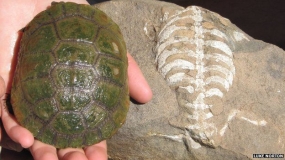 How The Turtle Got Its Shell