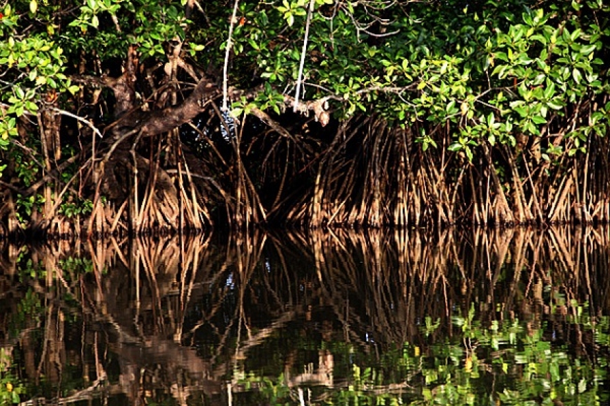 Sri Lanka declares Mangroves as nature reserves