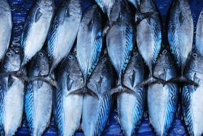 A certified price for Tuna fish from the Ceylon Fisheries Corporation