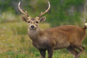 Hog Deer on the Verge of Extinction