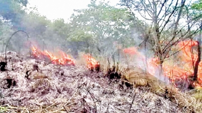100% increase in human-induced forest fires - Ministry