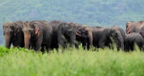 Wild Locality  for Roaming Wild Elephants in Kumaragalakanda