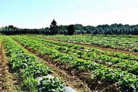 Organic farmers to get Rs. 18,000 per hectare from next Maha season