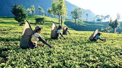 Tea industry could ignite economic resurgence