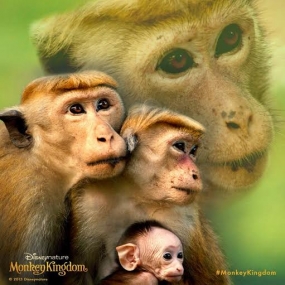 $16.4 million &quot;Monkey Kingdom&quot; launched today in Sri Lanka