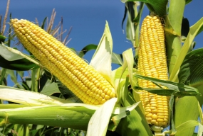 Boost for Maize cultivation