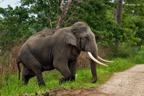 Government to restructure registration of tamed elephants and tuskers