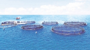 Oceanpick gets BAP certification for offshore farming