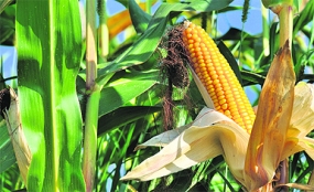 Maize Cultivation to be expanded