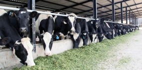 Liquid milk revolution  Programme to make the country self-sufficient in fresh milk