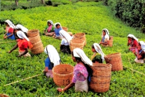 Russia lifts tea import ban
