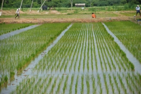 A&#039;pura Paddy Cultivation under Parachute System