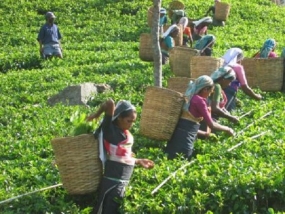Income of a Tea Plucker exceeds Rs.30,000 to 50,000 in May