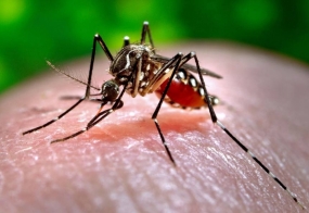 National Mosquito Control Week from September 26