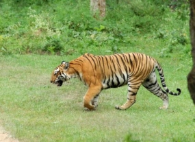  3,200 tigers left in the wild