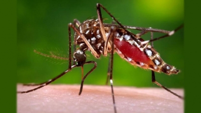 Dengue eradication programme from tomorrow