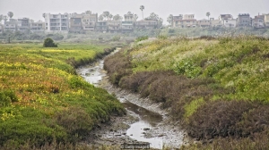 weeds can help fight climate change