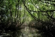 President announces project to protect mangrove forests