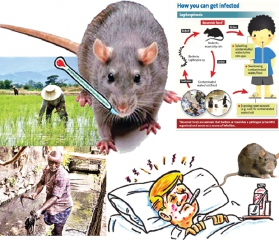 Alarming rat fever outbreak