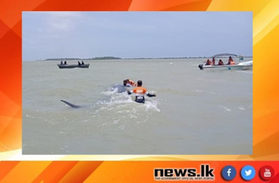Navy helps rescue of stranded whale in Puttalam lagoon, guiding it back to open waters