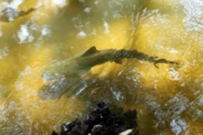 Sharks found in Menik River